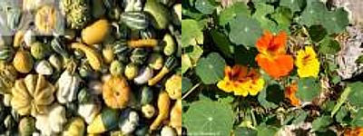 Popínavé rostliny na balkóně