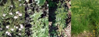 Bylinky v nádobách