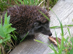 Přírodní zahrada pro děti