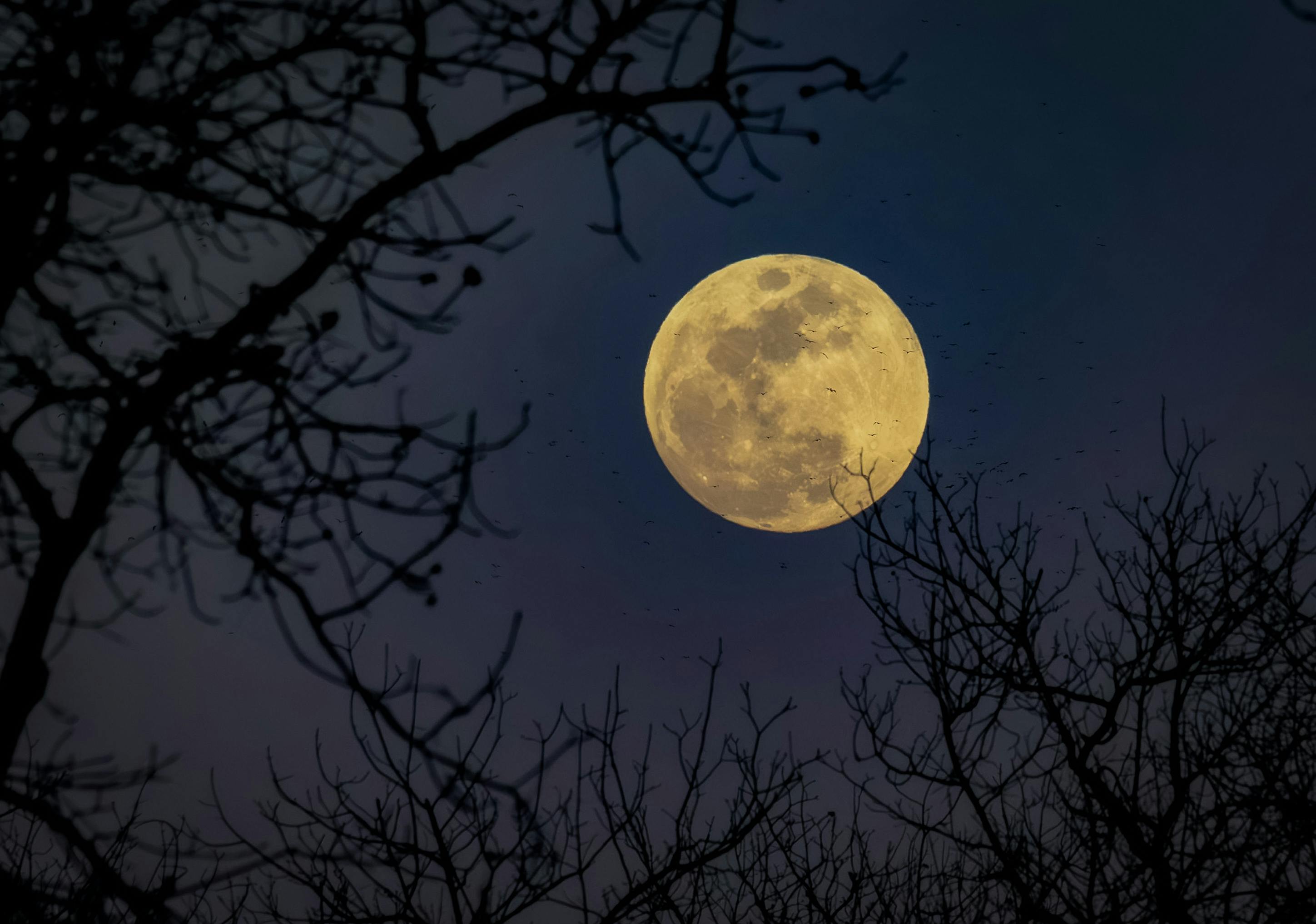 Lunární zahradničení