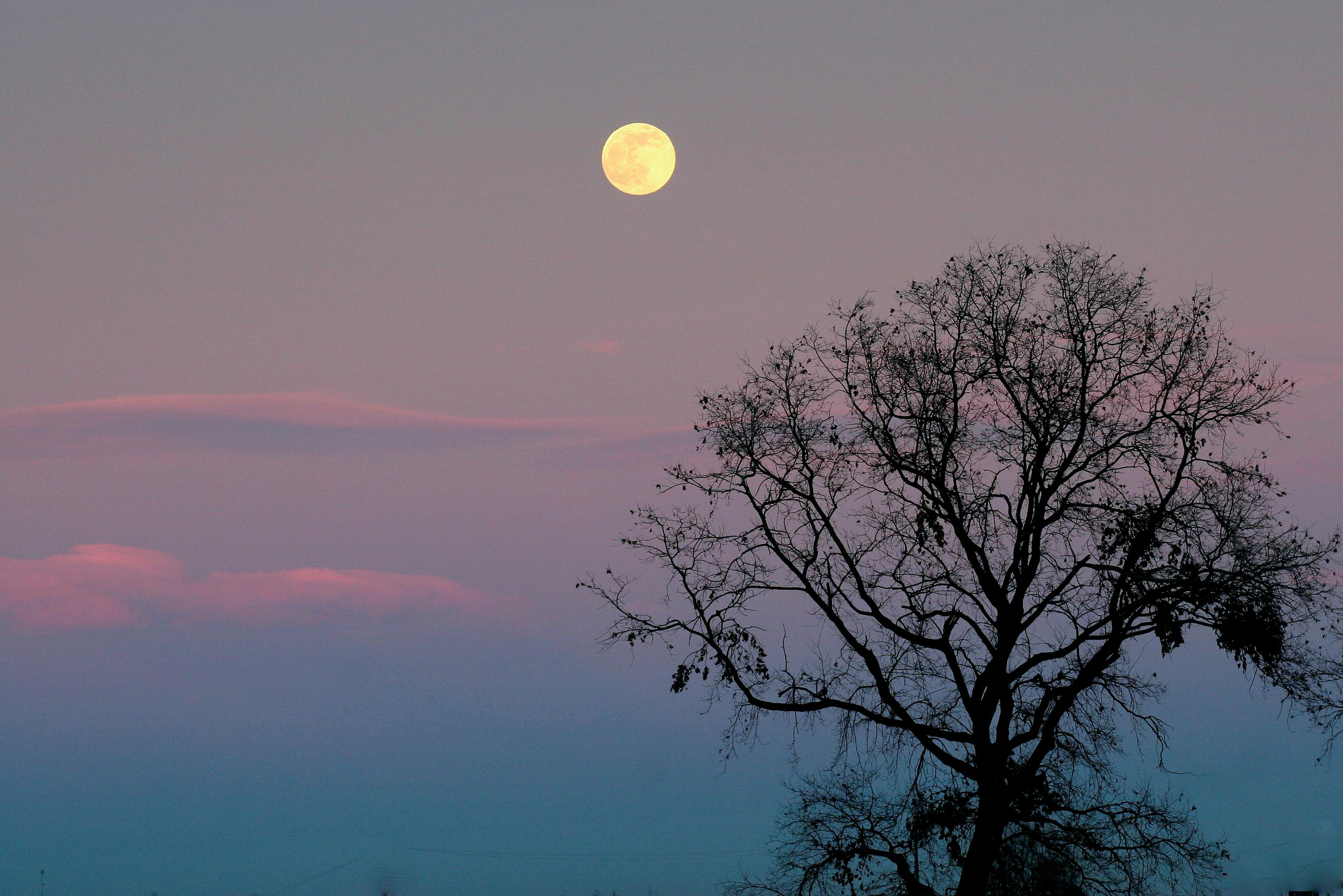 Fáze Měsíce a zahrada