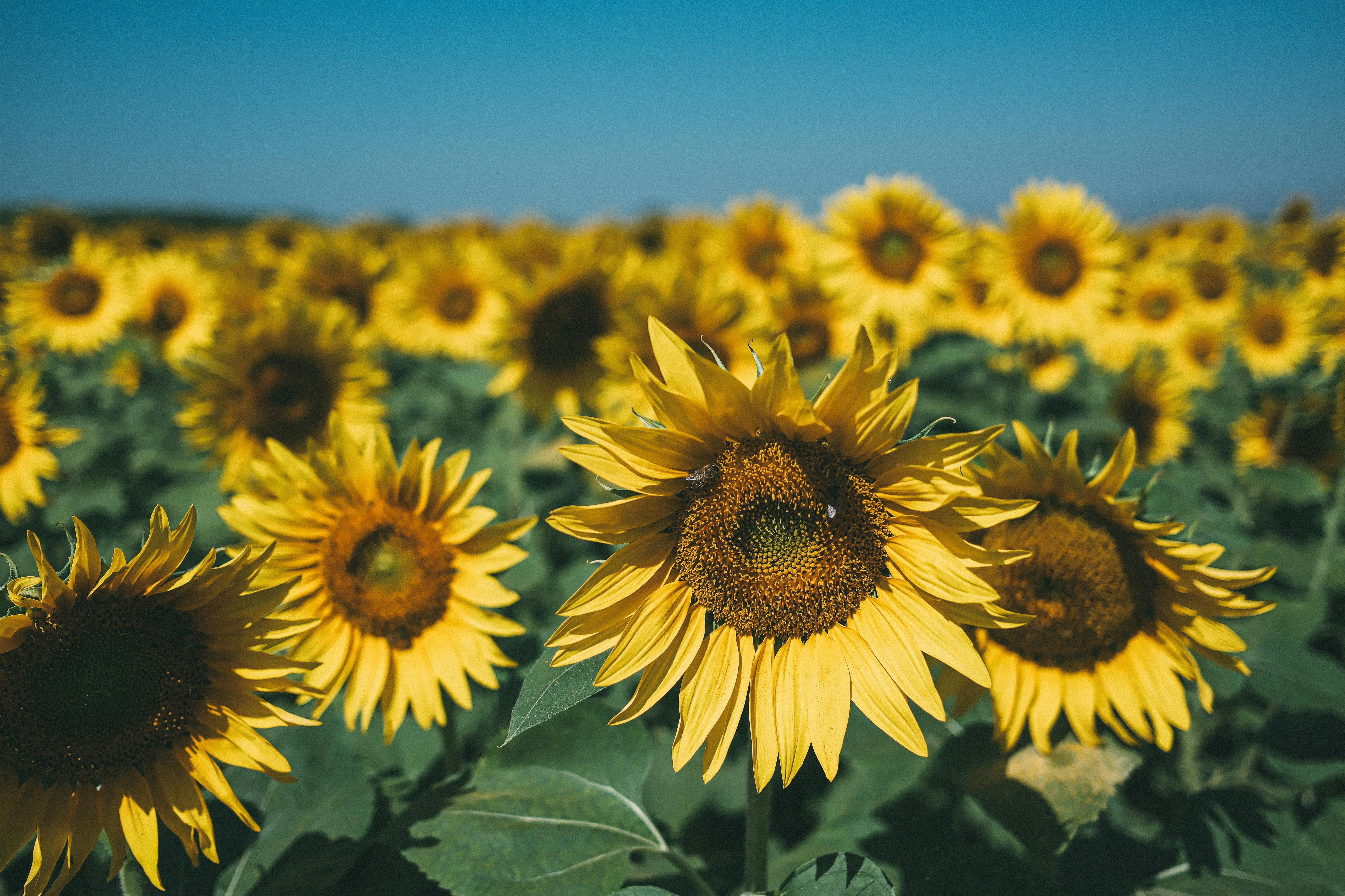 Sklizeň podle měsíce