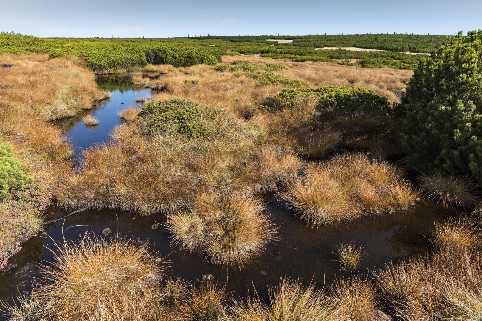 Rašeliniště pod Sněžkou