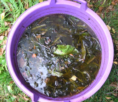 Výluh z lichořeřišnice