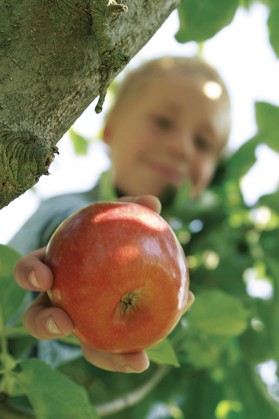 Jedlý les - plná záhrada