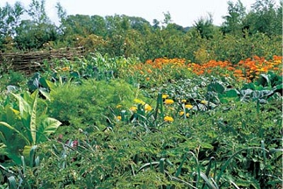 Smíšená kultura - přírodní styl