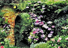 Divoké víno - podzimní zbarvení