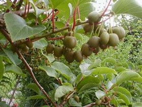 Zelený dům - inspirace